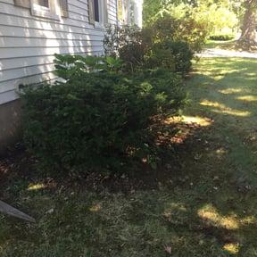 Bush Trimming by Weekend Warrior Landscaping reviewed on July 3, 2022