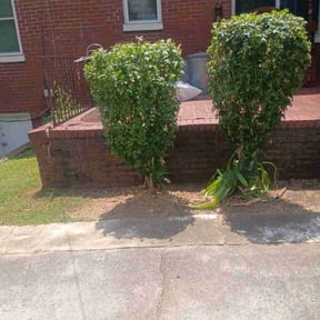 Bush Trimming by Cat's Landscaping reviewed on November 11, 2023