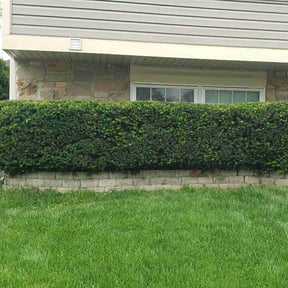 Bush Trimming by C&L landscaping reviewed on August 23, 2021