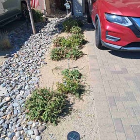 Bush Trimming by Vegas Lawn Guru reviewed on December 1, 2024