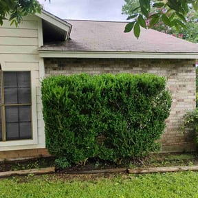 Bush Trimming by Northside lawn Care reviewed on June 20, 2022