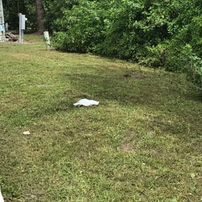 Flower Bed Weeding by Furia Global LLC reviewed on August 14, 2024
