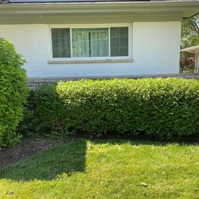 Bush Trimming by McHenry Landscaping and Pressure Washing reviewed on May 24, 2022