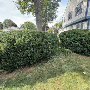 Bush Trimming by Lighting lawns services reviewed on May 20, 2022