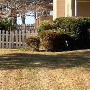 Cleanups by Davenport Landscaping reviewed on June 3, 2022