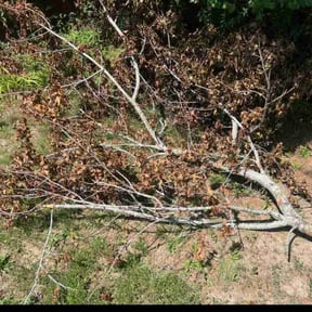 Cleanups by Laurean Landscaping reviewed on May 25, 2022