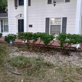 Bush Trimming by Turbo Lawn Care reviewed on July 12, 2022