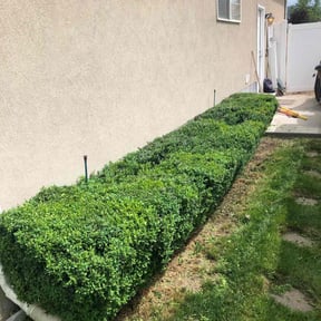 Bush Trimming by Shane Ray reviewed on April 20, 2022