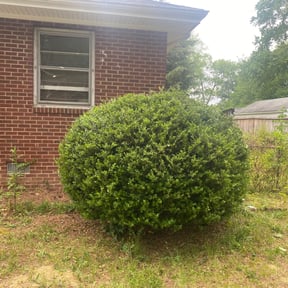 Bush Trimming by RHJ LANDSCAPING LLC reviewed on March 26, 2025