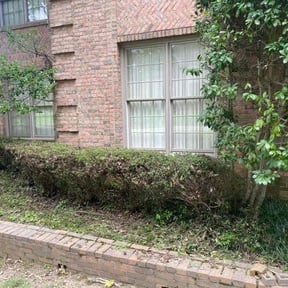 Bush Trimming by Pro Green Landscape L L C reviewed on July 7, 2022