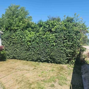 Bush Trimming by Back To Beautiful Landscaping LLC reviewed on November 10, 2021