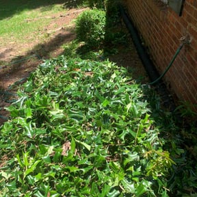 Bush Trimming by Yardscape 365 LLC reviewed on June 1, 2022
