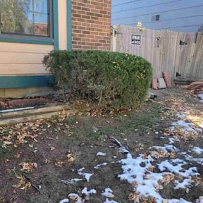 Bush Trimming by LSLTDallas/FortWorthTruGreen reviewed on July 2, 2025