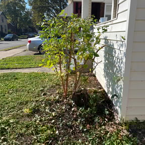 Bush Trimming by Alliance Landscaping INC reviewed on May 29, 2022