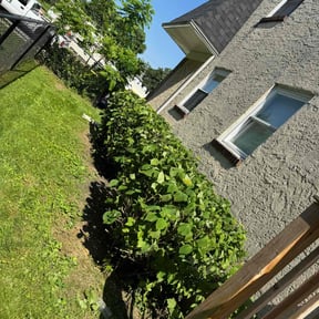 Bush Trimming by Stephens Lawn Care reviewed on June 1, 2022