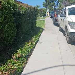 Bush Trimming by Greater vision landscaping and pressure washing reviewed on November 2, 2020