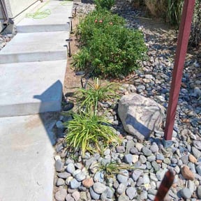 Flower Bed Weeding by MNS Services reviewed on January 3, 2025