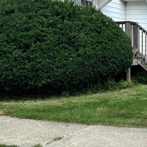 Bush Trimming by De-mo mowing reviewed on July 22, 2025