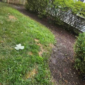 Cleanups by Ball Lawn Care LLC reviewed on July 7, 2022
