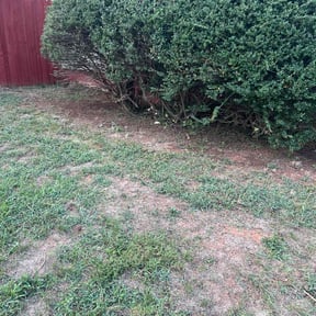 Bush Trimming by Cannon Lawn & Landscapes LLC reviewed on June 13, 2025
