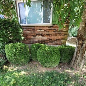 Bush Trimming by Schuetz Landscaping Services reviewed on April 24, 2022