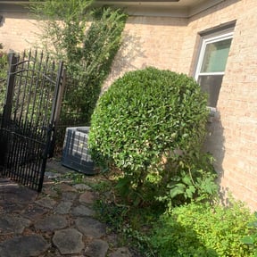 Bush Trimming by Diversified Lawn Care LLC reviewed on September 14, 2020