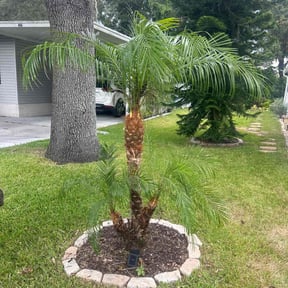 Bush Trimming by Thatsmydadlawncarellc reviewed on August 21, 2024