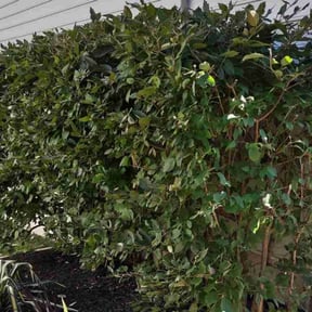 Bush Trimming by Big Greens lawn Care reviewed on December 10, 2021