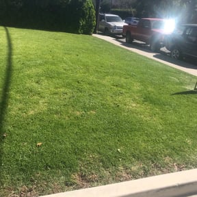 Leaf Removal by Triple M Kutters reviewed on June 22, 2022