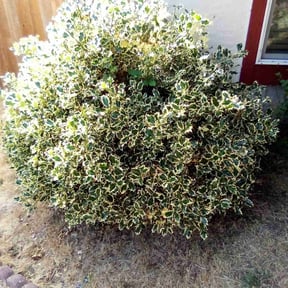 Bush Trimming by KJ&#039;s Yardworks reviewed on June 16, 2025