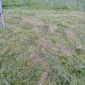 Leaf Removal by farsight services reviewed on August 4, 2022