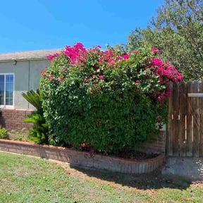 Bush Trimming by MT Lawn Care reviewed on July 5, 2022
