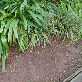 Flower Bed Weeding by Jamie's Landscaping reviewed on April 19, 2022