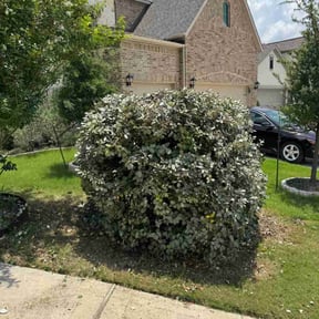 Bush Trimming by Wright choice landscaping reviewed on April 7, 2022