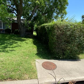 Bush Trimming by Trappery reviewed on June 12, 2022