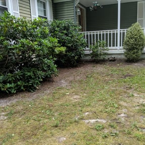 Bush Trimming by EZGO Lawn Services LLC reviewed on March 22, 2022
