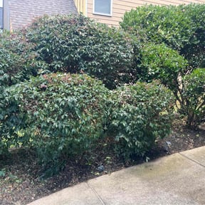 Bush Trimming by Loop's Landscaping reviewed on June 23, 2022