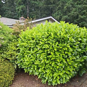 Bush Trimming by Allstarz reviewed on May 12, 2025