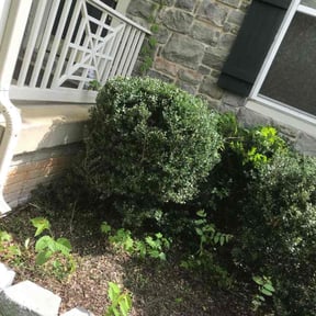 Bush Trimming by Integrity Lawn Care LLC reviewed on November 4, 2021