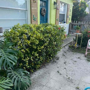 Bush Trimming by PerfectCutLawn reviewed on October 13, 2022
