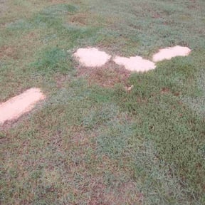 Landscaping by Precision lawn care reviewed on July 13, 2022