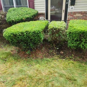 Bush Trimming by Cris Landscaping reviewed on June 23, 2025