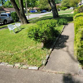 Bush Trimming by The Williams reviewed on May 17, 2022
