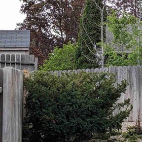 Bush Trimming by Eagle Electric Lawn Care reviewed on May 1, 2025