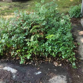 Bush Trimming by Clinton's lawn service llc reviewed on August 9, 2021