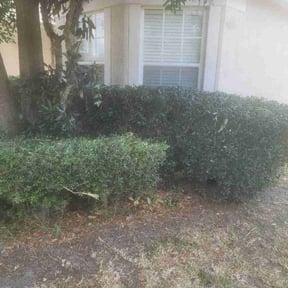 Bush Trimming by Sebastian Damaso reviewed on July 18, 2022