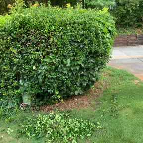Bush Trimming by Mobile Lawns reviewed on November 29, 2022