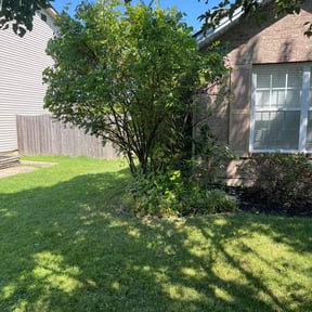 Bush Trimming by Steve’s mowing company reviewed on August 26, 2024