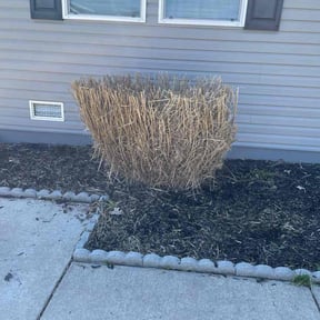 Bush Trimming by A&S Landscaping and Snow Removal reviewed on May 10, 2022