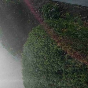 Bush Trimming by Sami lawn service,,, reviewed on July 25, 2022